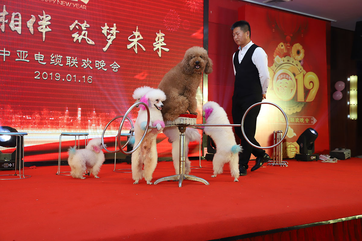 2019中亞電纜聯(lián)歡晚會(huì)